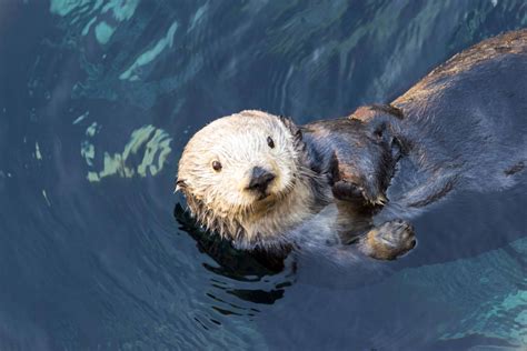 Probe Into Shooting Deaths Of Endangered California Sea Otters