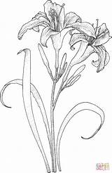 Coloring Lily Pages Flower sketch template