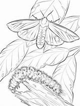 Moth Coloring Pindi Designlooter Drawings Woolly Caterpillar Bear sketch template