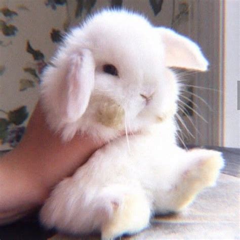 bunny  aesthetic follow      pict wait pet rabbit