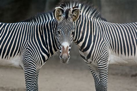 frank  baiamonte san diego zoo nov   tigers  zebras