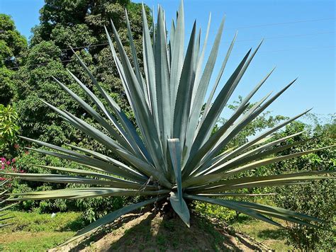 agave syrup wikipedia