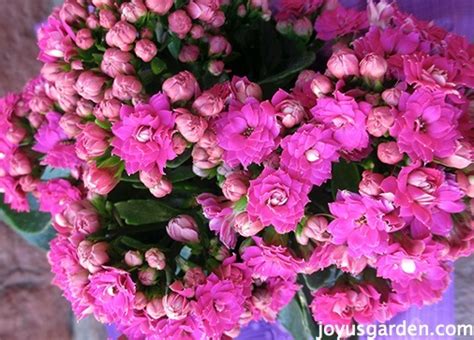 Kalanchoe Care As A Houseplant And In The Garden