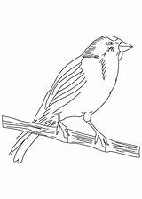 Coloring Songbird Canary Small Pages Getcolorings Color sketch template