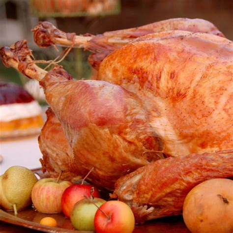 thanksgiving turkeys    big     years