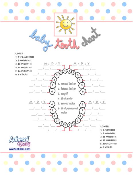 printable baby tooth chart  anbesol
