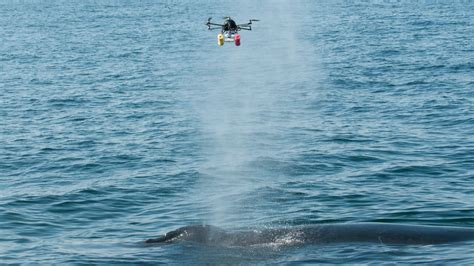 drone   study humpback whales cnn