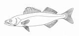 Walleye Pike Fish Coloring Pages Template sketch template