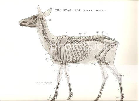 deer anatomy photo  stefer photobucket