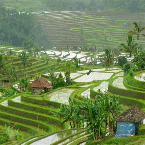 Bali Rice Fields Bali Indonesia
