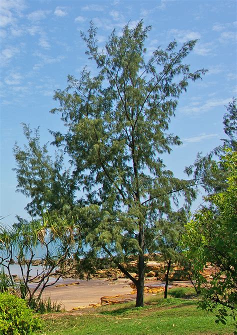 casuarinaequisetifolia darwinnt globalgoodness