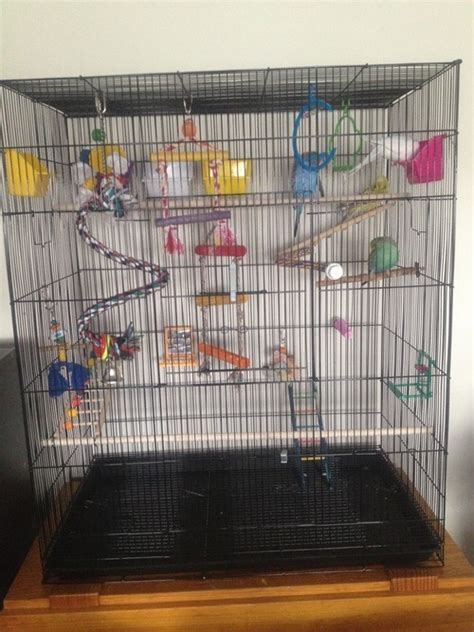 caring for my budgies what to consider when buying your