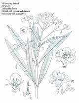 Nerium Oleander Herbarium sketch template