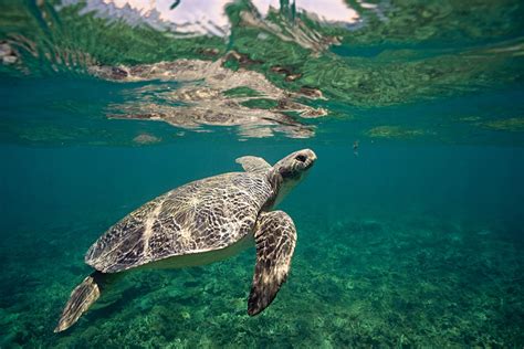 sea turtles sense  environment  state   worlds