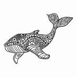 Zentangle Whale Patterned Vector Illustration Artistically Ornamental Drawn Coloring Hand Adult Print Preview sketch template