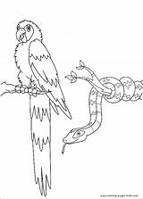 Go Diego Coloring Pages Printable Cartoon Color Parrot Print Kids Character Snake Sheets Book Coloriage Cartoons sketch template