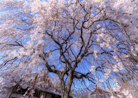 weeping yoshino japanese flowering cherry tree prunus etsy