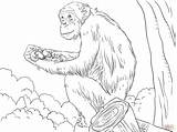 Chimpanzee Coloring Pages Chimp Printable Coloriage Imprimer Kids Colorier Supercoloring Commun sketch template