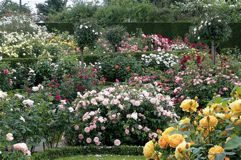 david austin rose gardens