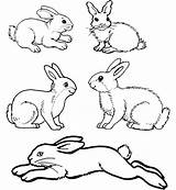 Rabbit Drawing Coloring Bunny Pages Bunnies Baby Rabbits Jumping Cute Template Templates Standing Printable Colouring Getdrawings Kindergarten Colorings Getcolorings Color sketch template
