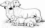 Bassotto Cuccioli Dachshund Supercoloring Hond Stampare sketch template