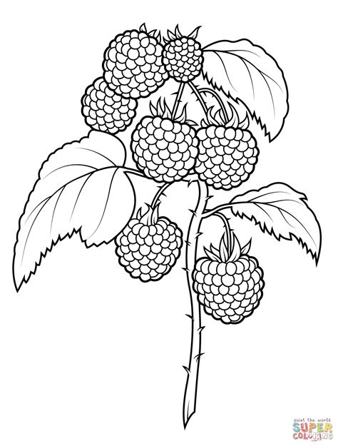 raspberries coloring page  printable coloring pages
