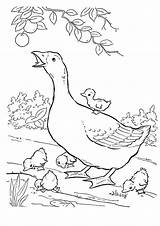 Coloring Goose Mother Pages Printable Goslings Geese Kids Comments Categories Game sketch template