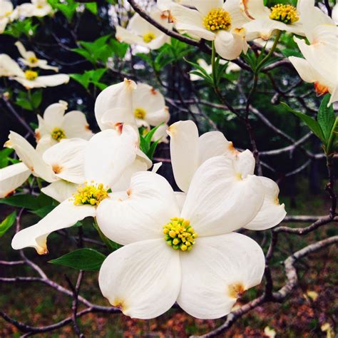 dogwood bloom  follow  dogwoods  palestine tx