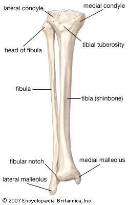gambar struktur tulang pulp