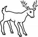 Animals Deer Drawing Easy Cartoon Coloring Pages Wild Printable Color Whitetail Mule Reindeer Outline Sketches Drawings Sketch Clipart Pencil Realistic sketch template