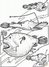 Angler Fishes Abysses Tiefsee Tiefseefische Poissons Gulper Coloringbay Dari Coloriages Caribou sketch template