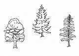 Colorare Alberi Bomen Grote Disegni Scarica sketch template
