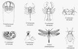 Arthropods Insects Kids Facts Exoskeleton Characteristics Choose Board Animal Worksheet sketch template