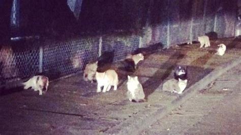 gangs of feral cats roaming sydney streets are threatening native