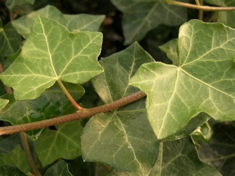 einheimischer efeu hedera helix bodendecker guenstig kaufen