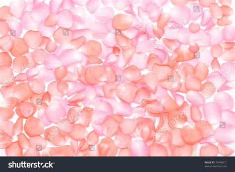 color   rose petals   background stock photo