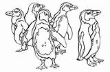 Penguins Aquarium Monterey sketch template