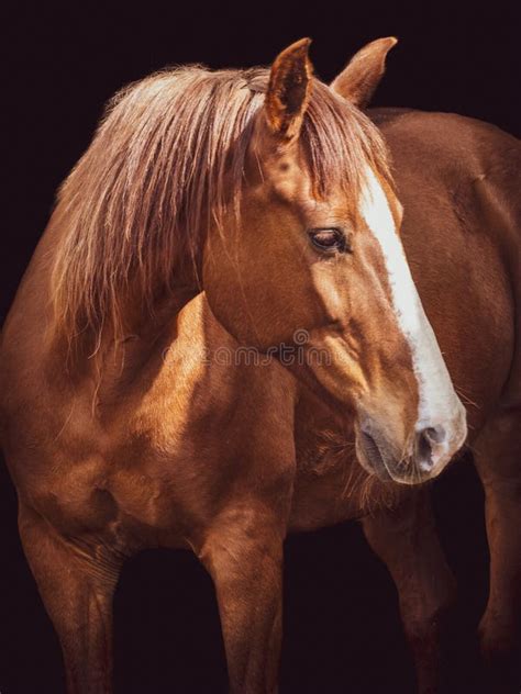 paardportret op zwarte bruine en witte lusitano als achtergrond stock afbeelding image