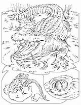 Coloring Pages Habitat Animal Color Getcolorings Habitats Printable sketch template