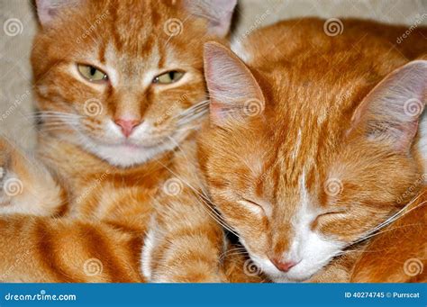 cats resting  stock photo image