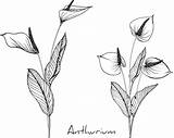Anthurium Flower Drawings Vector Premium Save sketch template