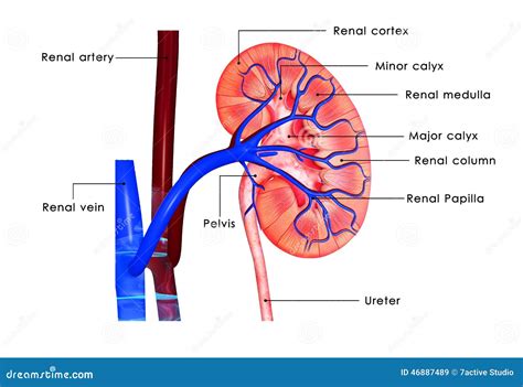 kidney labelled stock illustration image