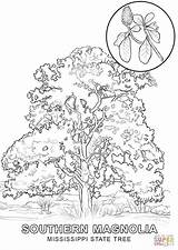 Tree Coloring Mississippi State Pages Printable River Symbols Hawaii Color Drawing Getcolorings Template Categories sketch template