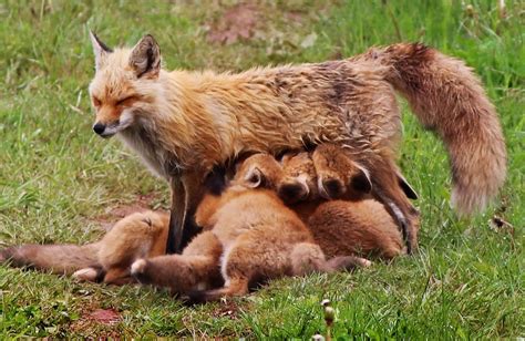 foxy facts 8 things to know about p e i foxes cbc news