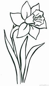 Tulipe Colorier Daffodil Narcisos Ausmalen Jonquilles Blumen Seidenmalerei Printemps épinglé Daffodils Osterglocke Narzisse Malen Malvorlage Motifs Schritt Ostern Fensterbilder Trompetas sketch template