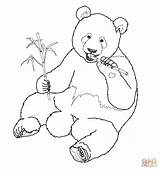 Panda Bamboo Coloring Giant Pages Eating Drawing Eats Drawings Tree Pandas Color Printable Colour Bear Board Popular Templates sketch template