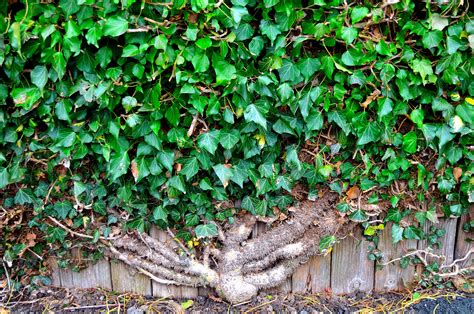 ivy   wall  stock photo public domain pictures