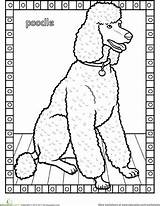 Poodle Pudel Colouring Poodles Ausmalen Hunde Hunderassen Ausmalbilder Rasse Nähen Arbeitsblätter Königspudel Drawing sketch template