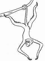 Scimmie Colorear Monos Disegno Monkeys Kolorowanki Singes Scimmia Arrampicata Malpy Affen Cartonionline Stampare sketch template