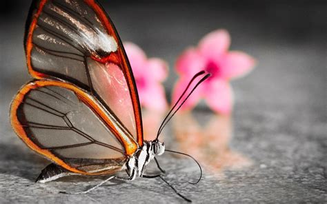 vlinder met doorzichtige vleugels